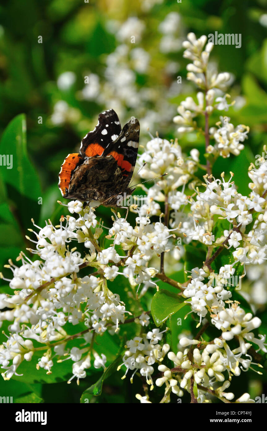 Red Admiral butterfly - Vanessa atalanta Stock Photo
