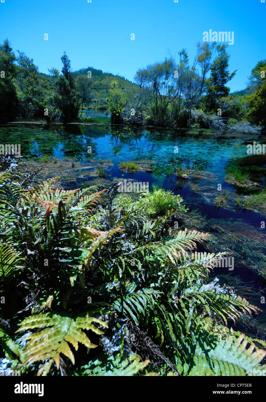Pupu Pool Waikoropupu springs scenic reserve hi-res stock photography and images ...