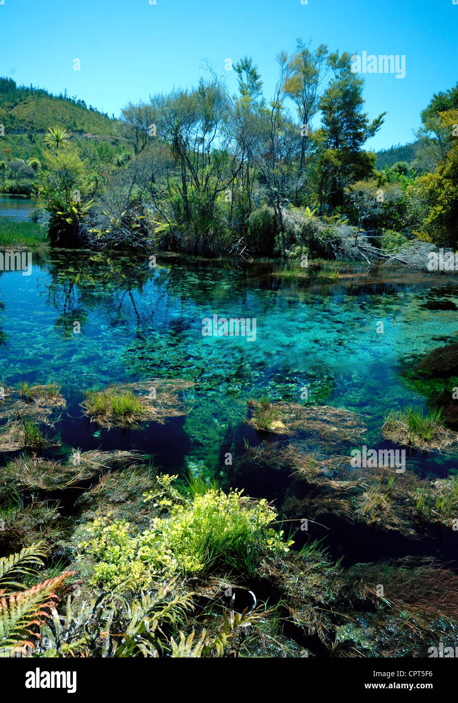 Pupu Pool Waikoropupu springs scenic reserve hi-res stock photography and images ...