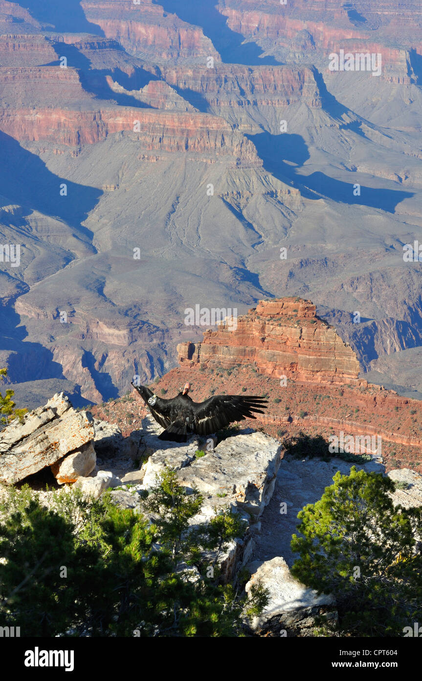 Turkey vulture Cathartes Aura Grand Canyon, Arizona, USA Stock