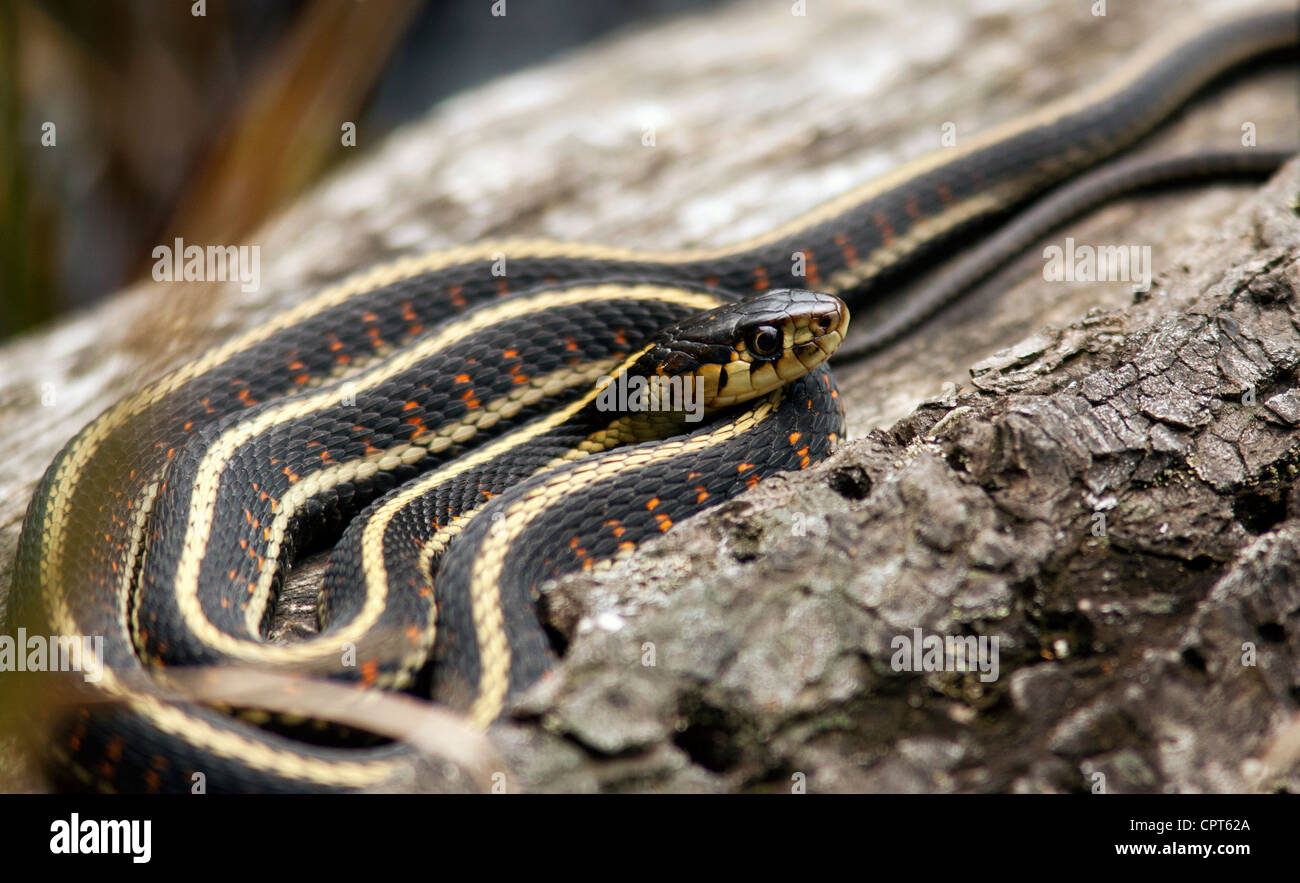 Garter Snake - Smuggler's Cove Provincial Park - Halfmoon Bay - Sunshine Coast, British Columbia, Canada Stock Photo