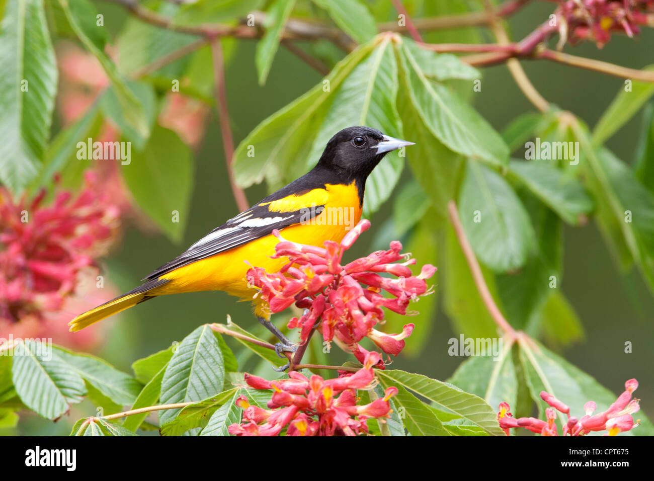 Baltimore Oriole bird songbird perching perched in Red Buckeye Tree Blossoms flowers blooms Stock Photo