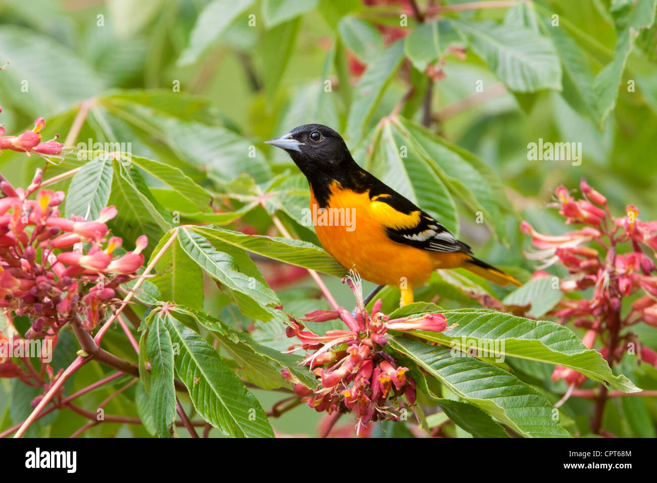 Baltimore Oriole bird songbird perching perched in Red Buckeye Tree Blossoms flowers blooms Stock Photo