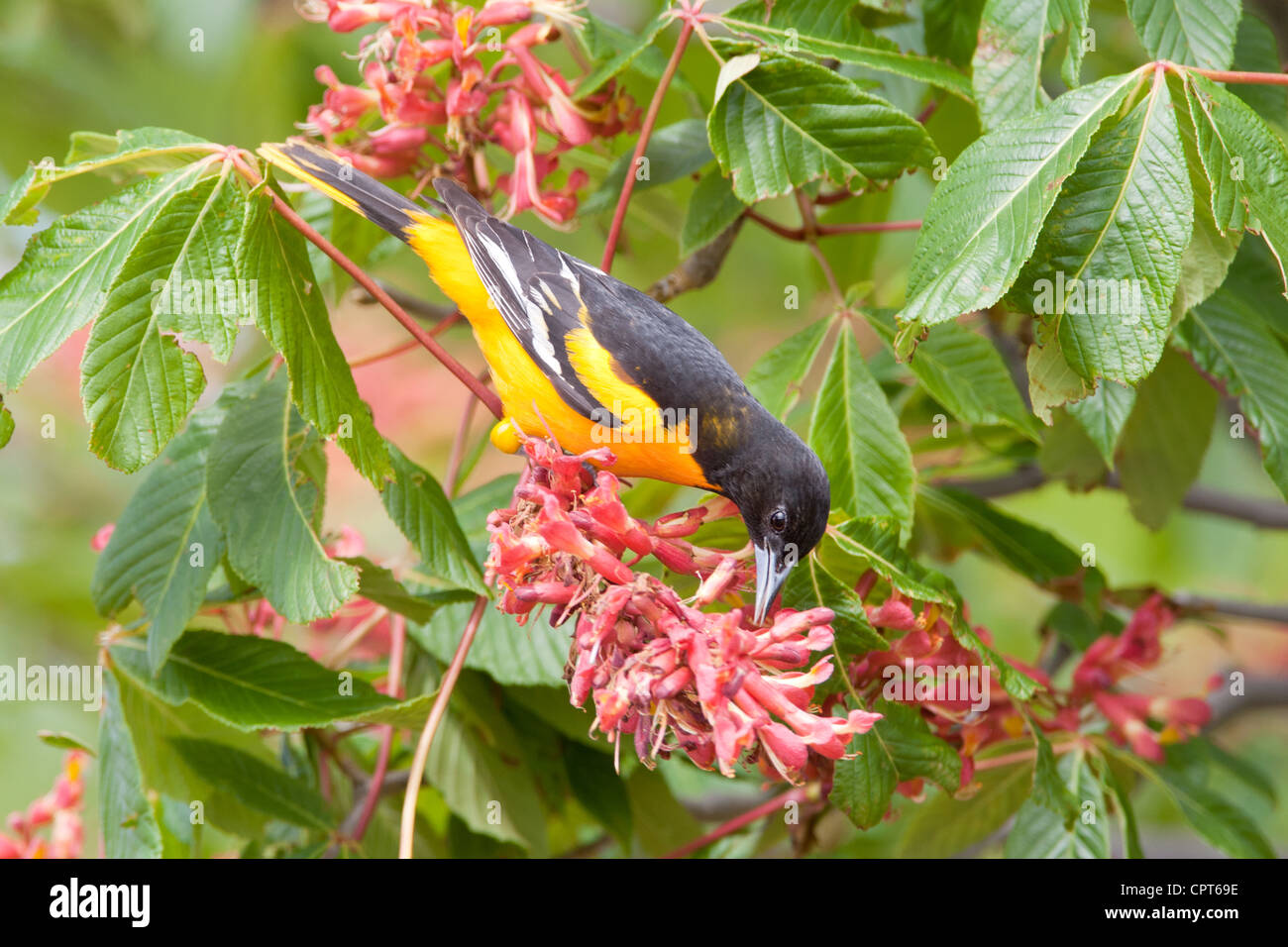 Baltimore oriole in flowers hires stock photography and images Alamy