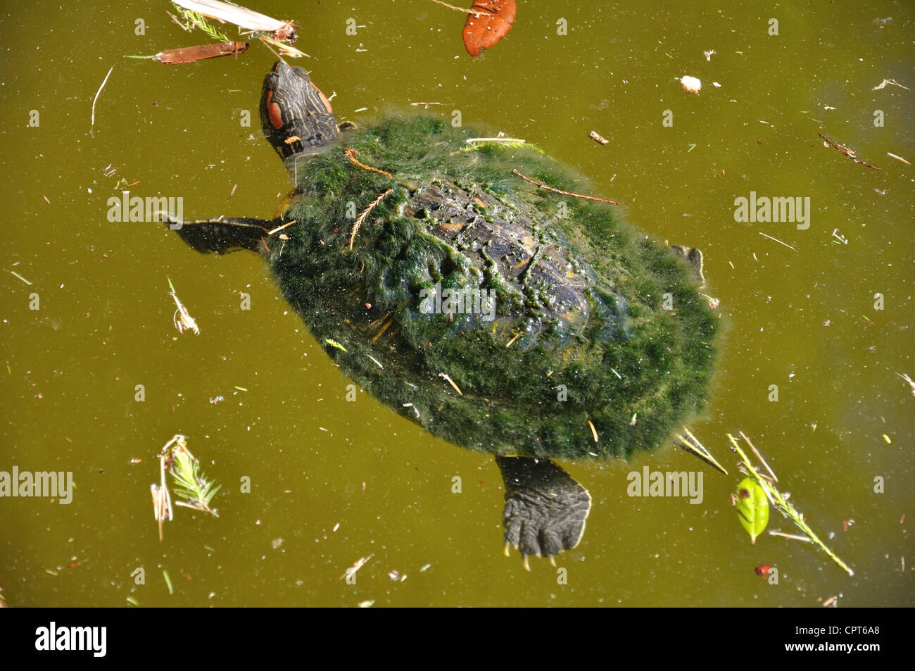 Turtles in pond - red eared slider Stock Photo