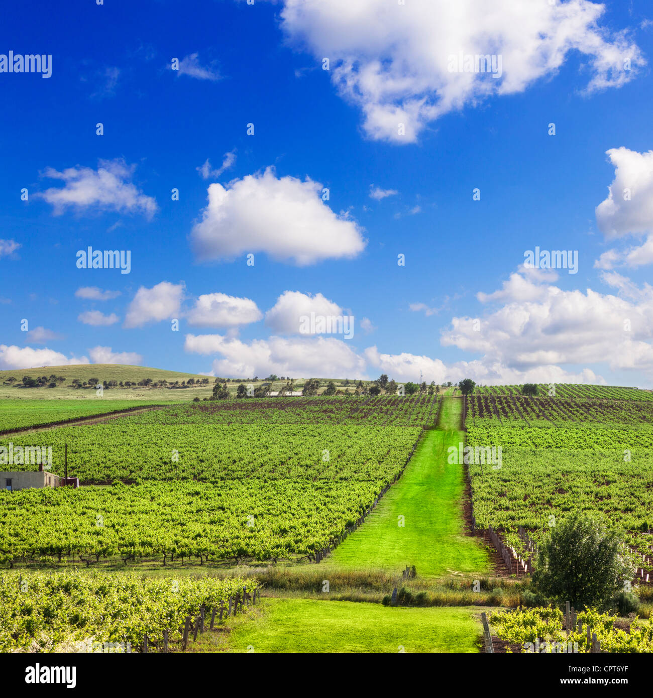 Vineyard with path in the Clare Valley, South Australia Stock Photo Alamy