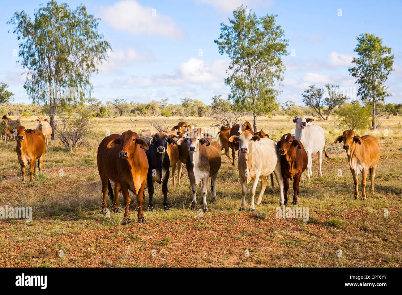 бантенг. крупный рогатый скот в австралии. австралия ферма крс. сельское хозяйство квинсленд в австралии. рогатый скот австралии.