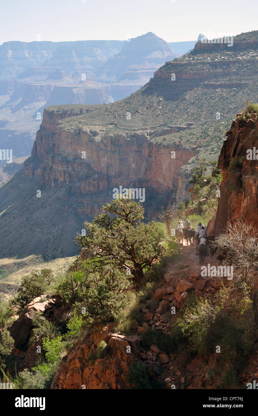 Mule ride, Bright Angel trail, Grand Canyon National Park, Arizona, USA ...