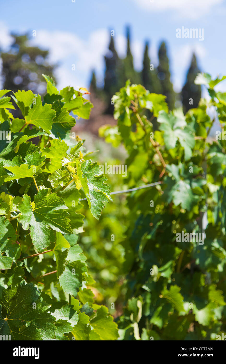 Angelo GAJA, a famous Italian winegrower., The Tuscan nature Vines