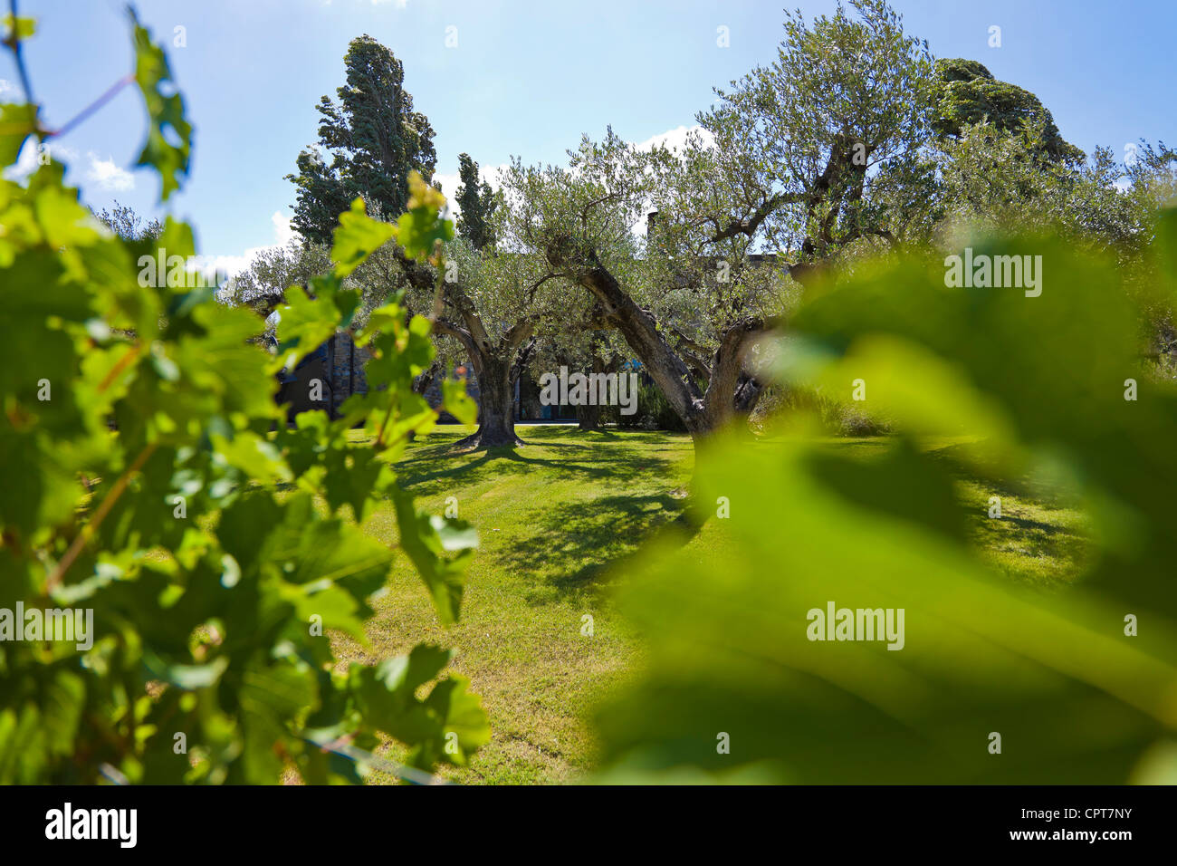 Angelo GAJA, a famous Italian winegrower., Vines and hundredyearold