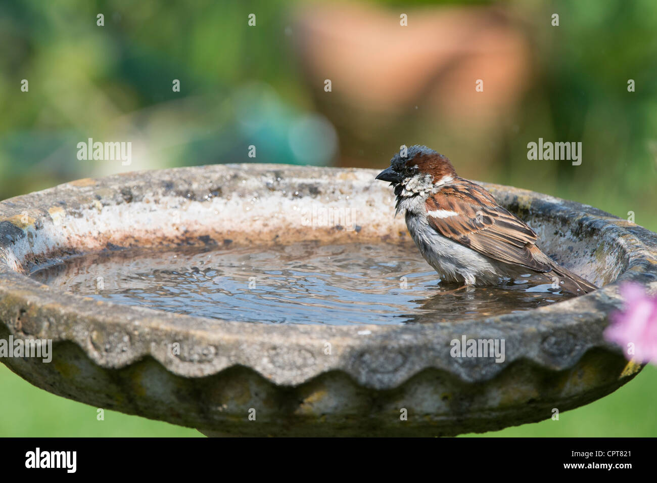 House sparrow in a birdbath washing. UK Stock Photo