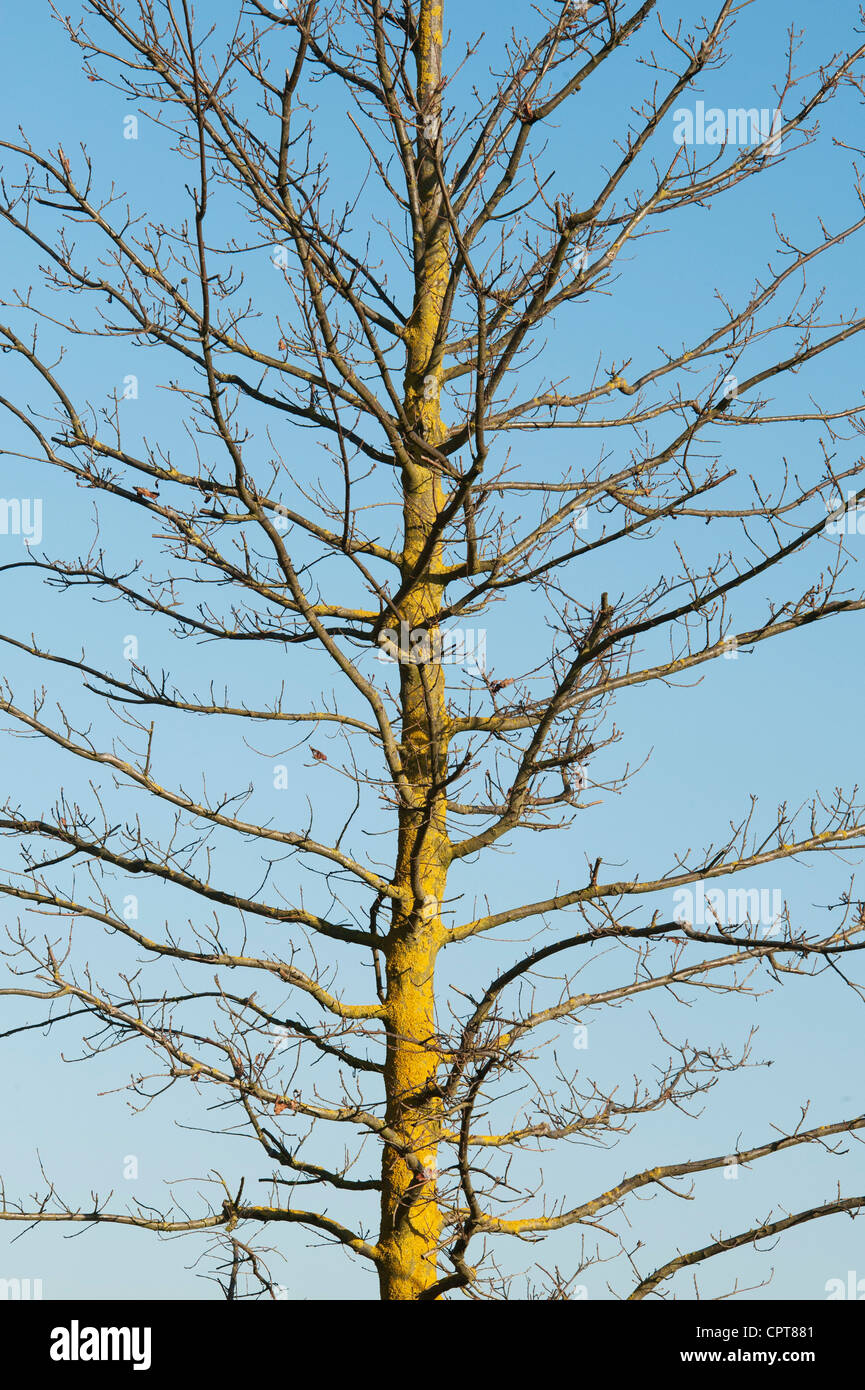 Quercus cerris. Turkey oak tree in early spring. UK Stock Photo