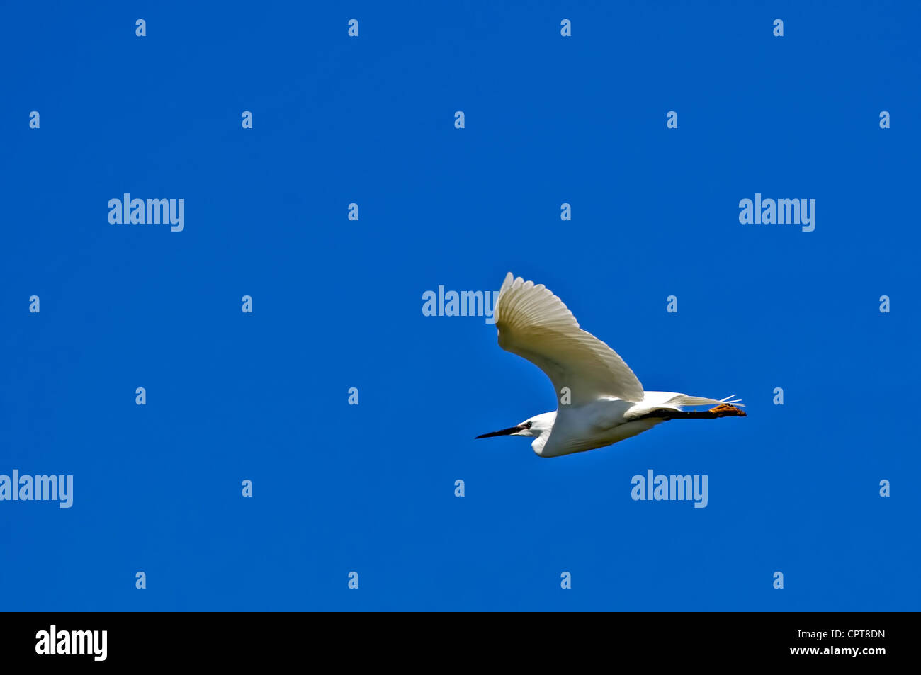 A Little Egret in flight in a strikingly blue sky Stock Photo - Alamy