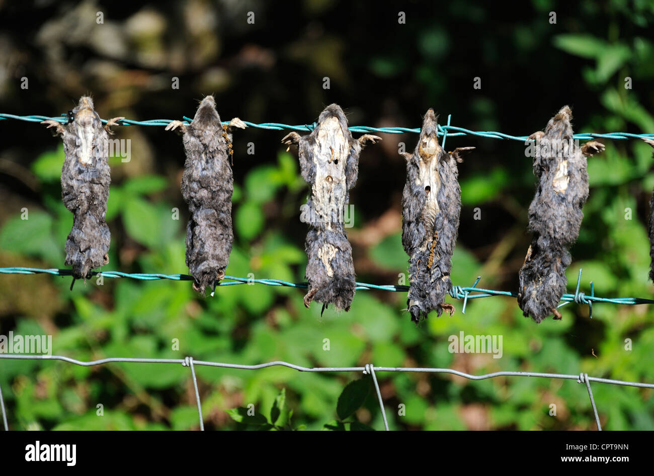Dead moles on barbed wire fence. Winster Valley, Lake District National