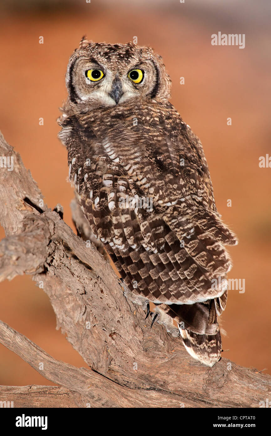 Spotted eagle-owl (Bubo africanus), Kgalagadi Transfrontier Park, South Africa Stock Photo