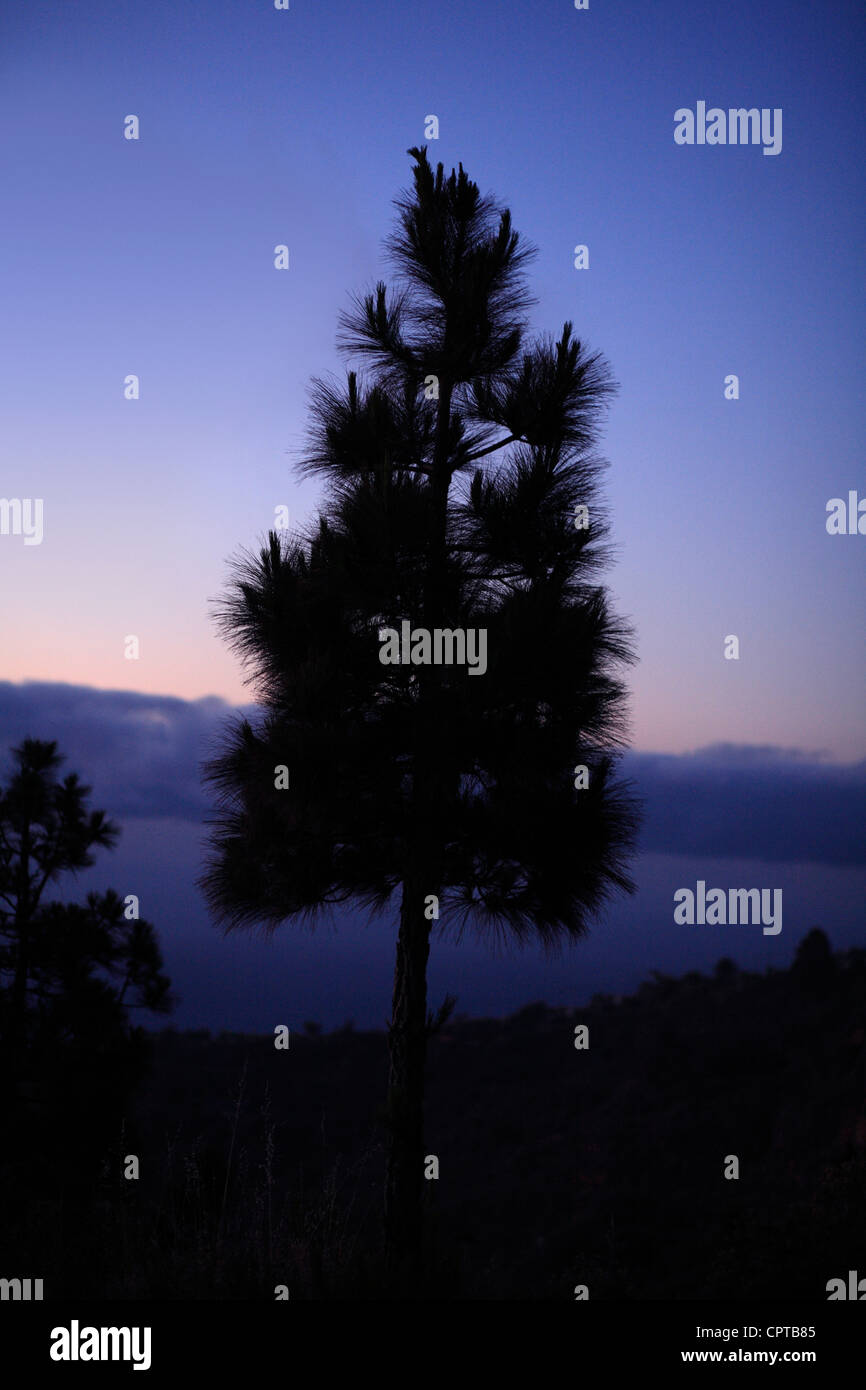 Canarian pine tree silhouetted at dawn. Barranco de Izcagua, El Fayal, Isla de la Palma, Canary Islands, Spain. Stock Photo