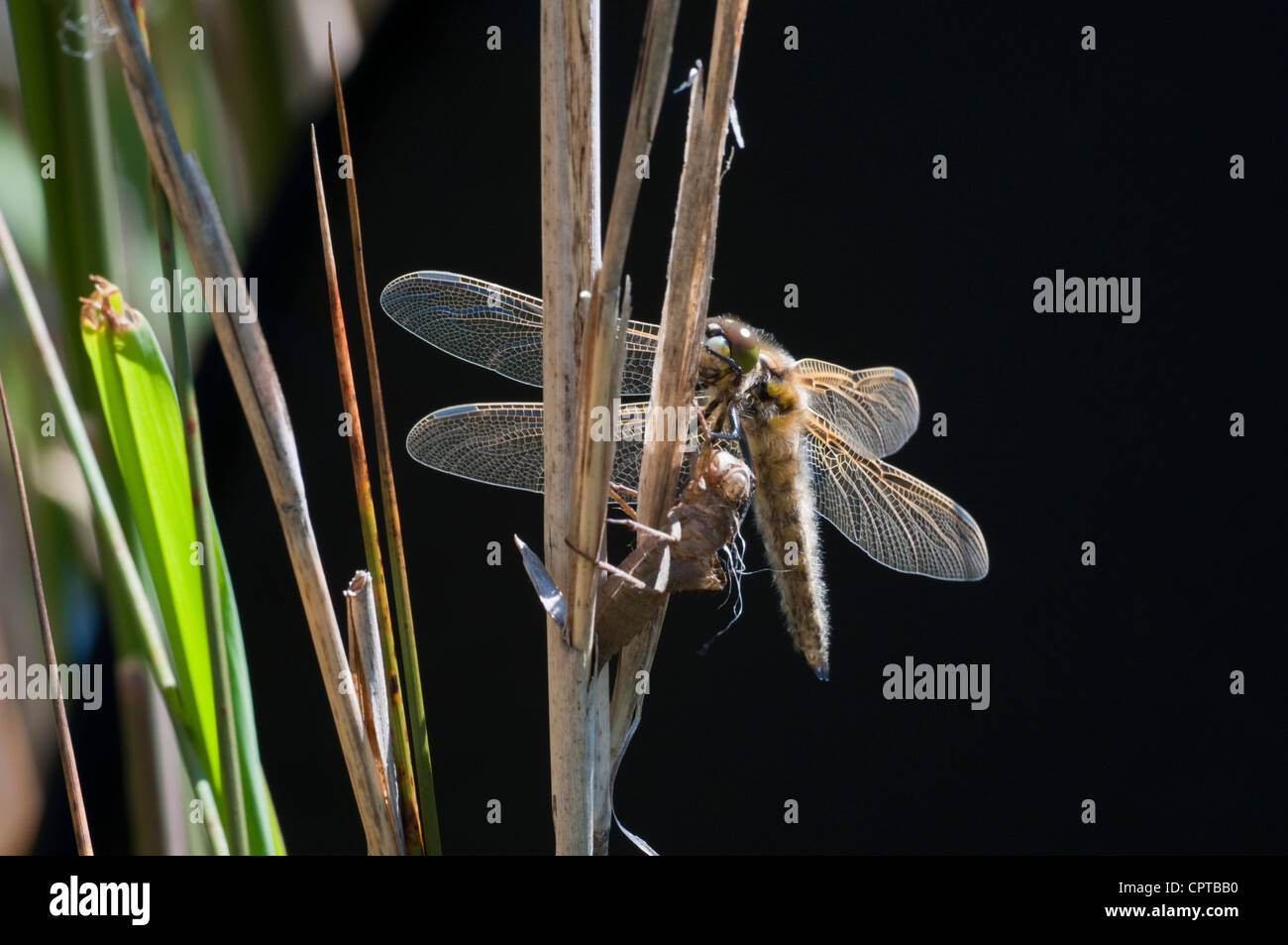 Four-spotted Chaser Dragonfly, Libellula quadrimaculata hatching from exuviae, Rye Harbour nature Reserve, Sussex, UK Stock Photo
