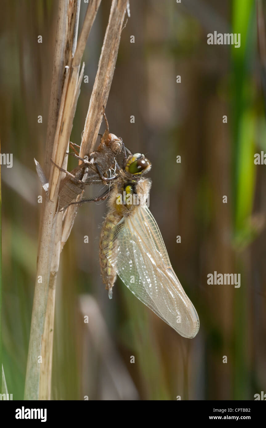 Four-spotted Chaser Dragonfly, Libellula quadrimaculata hatching from exuviae, Rye Harbour nature Reserve, Sussex, UK Stock Photo
