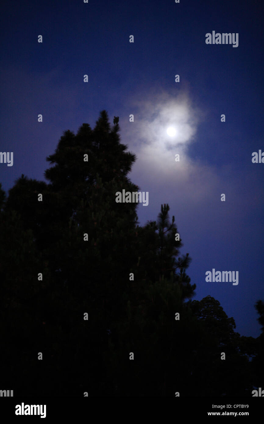 Pine tree silhouettes, hazy moon and night sky. Stock Photo