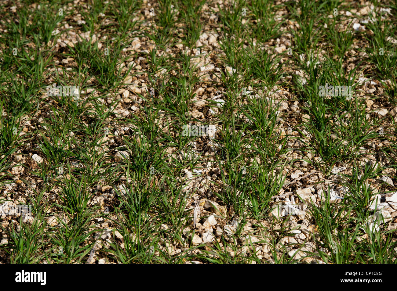 Winter Barley growing on chalky ground, early spring. Stock Photo