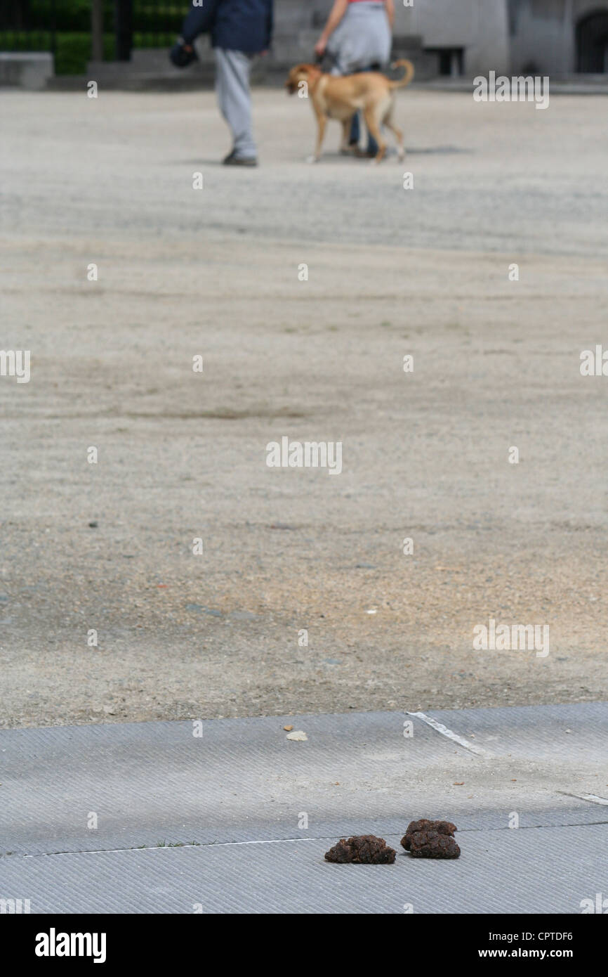 Dog faeces Stock Photo Alamy