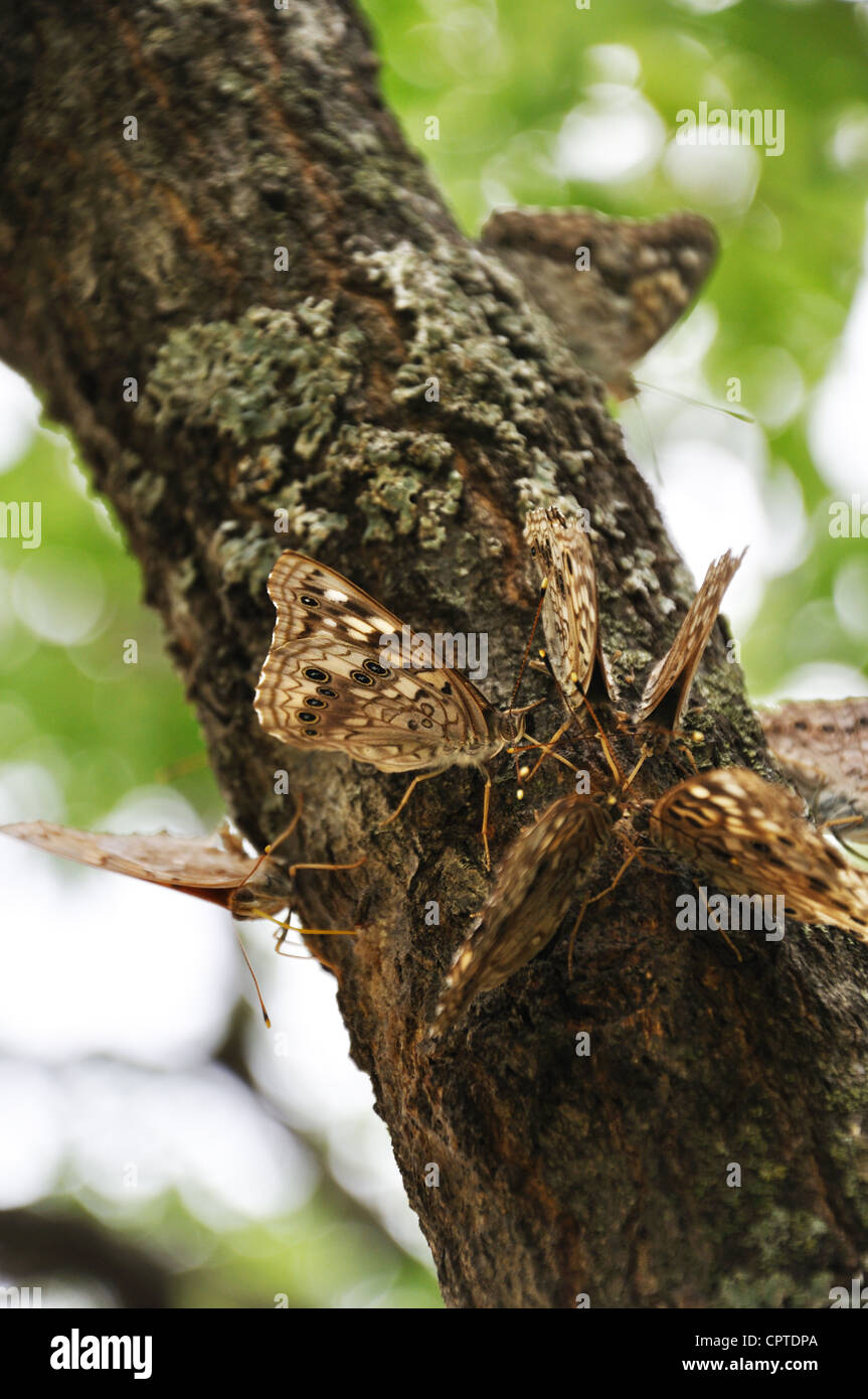 Hackberry Emperor butterflies feeding on tree sap Stock Photo