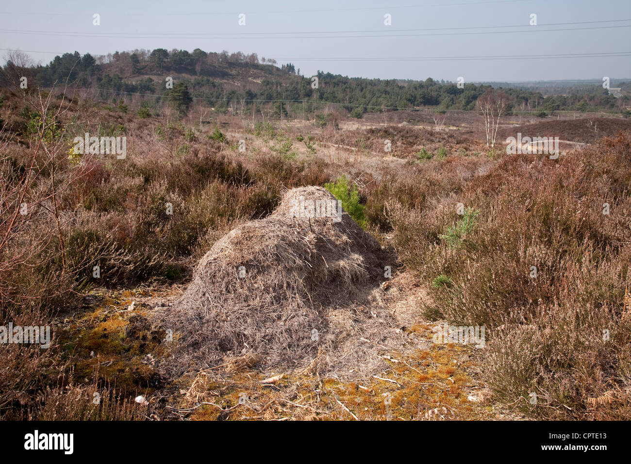 Wood Ant's nest (Formica rufa), Town Common Nature Reserve