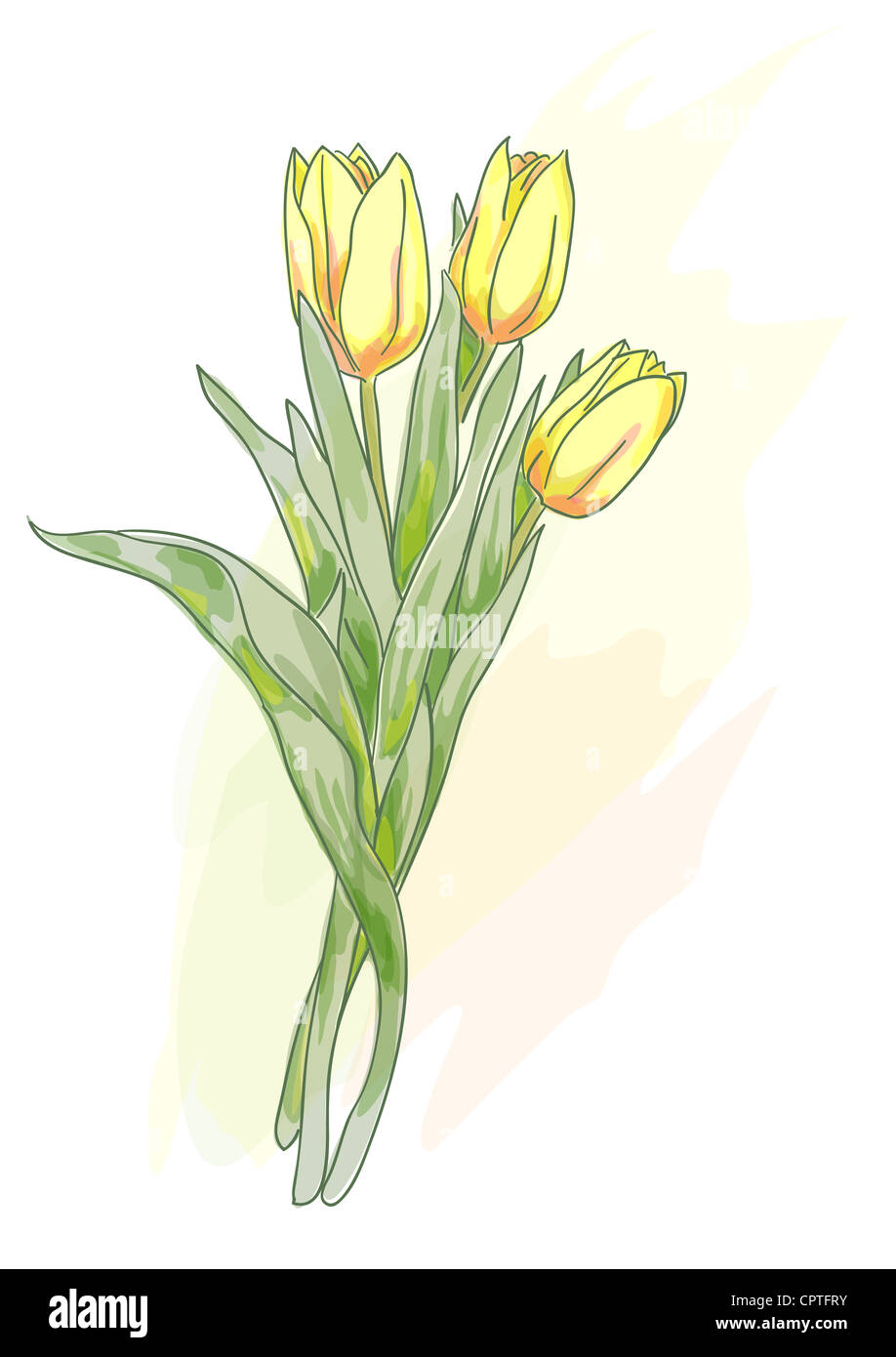 Bouquet of yellow tulips. Watercolor style. Vector illustration Stock ...