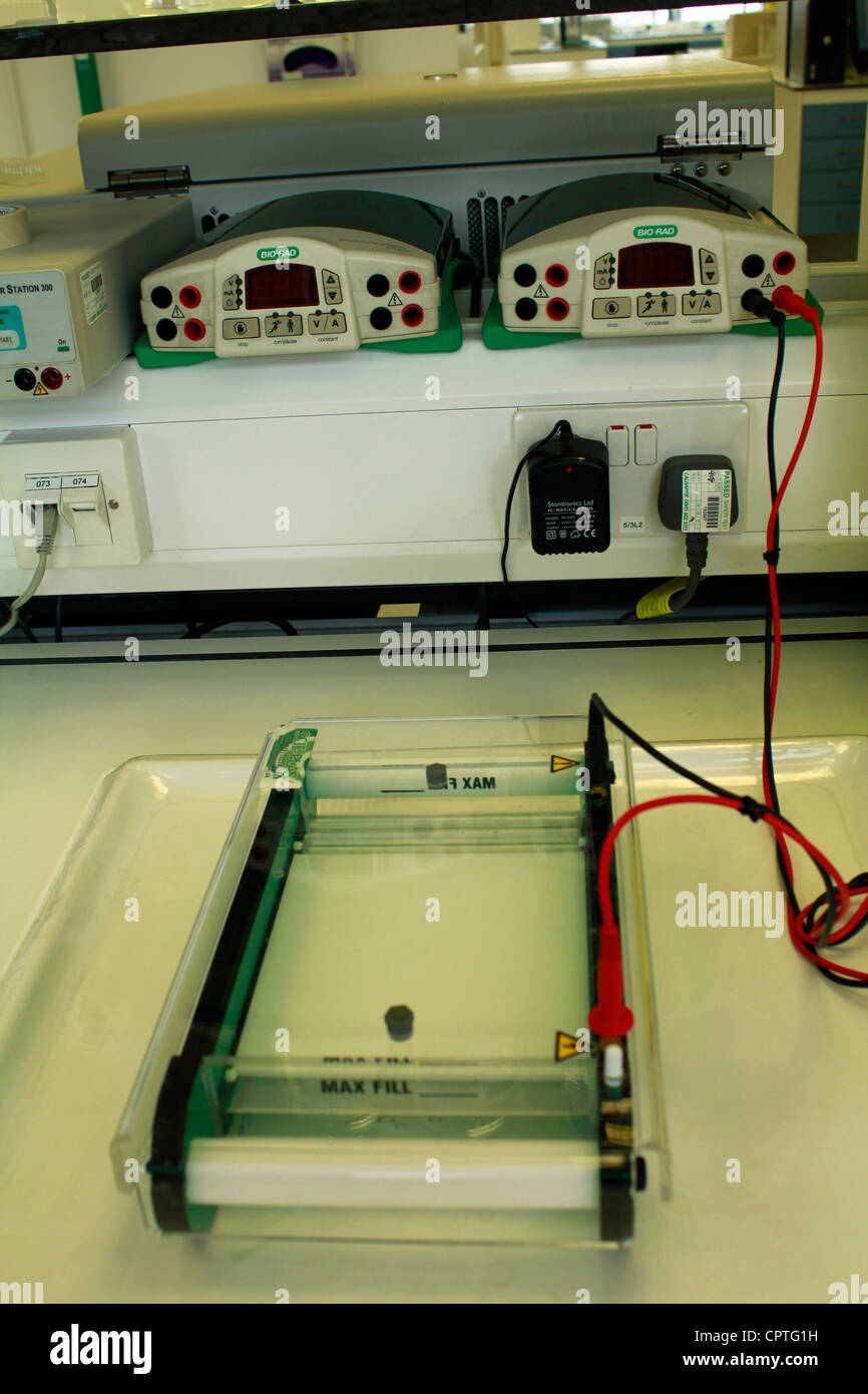 Gel electrophoresis hires stock photography and images Alamy