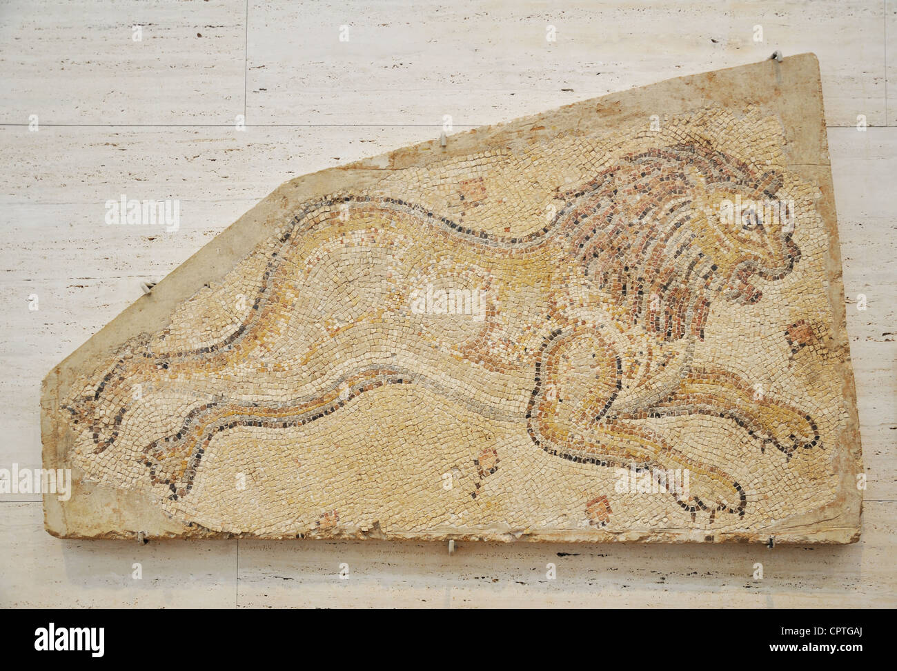 Lion - Mosaic artwork from Roman Syria c. A.D. 450–62 - Kimbell Art Museum, Fort Worth, Texas, USA Stock Photo