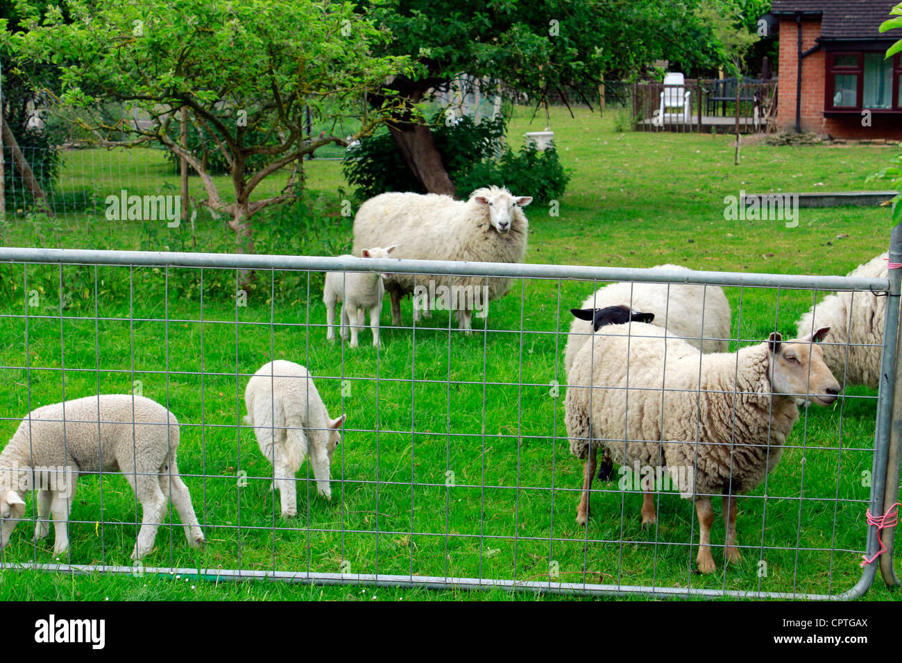 Sheep breeding farm, UK Stock Photo Alamy