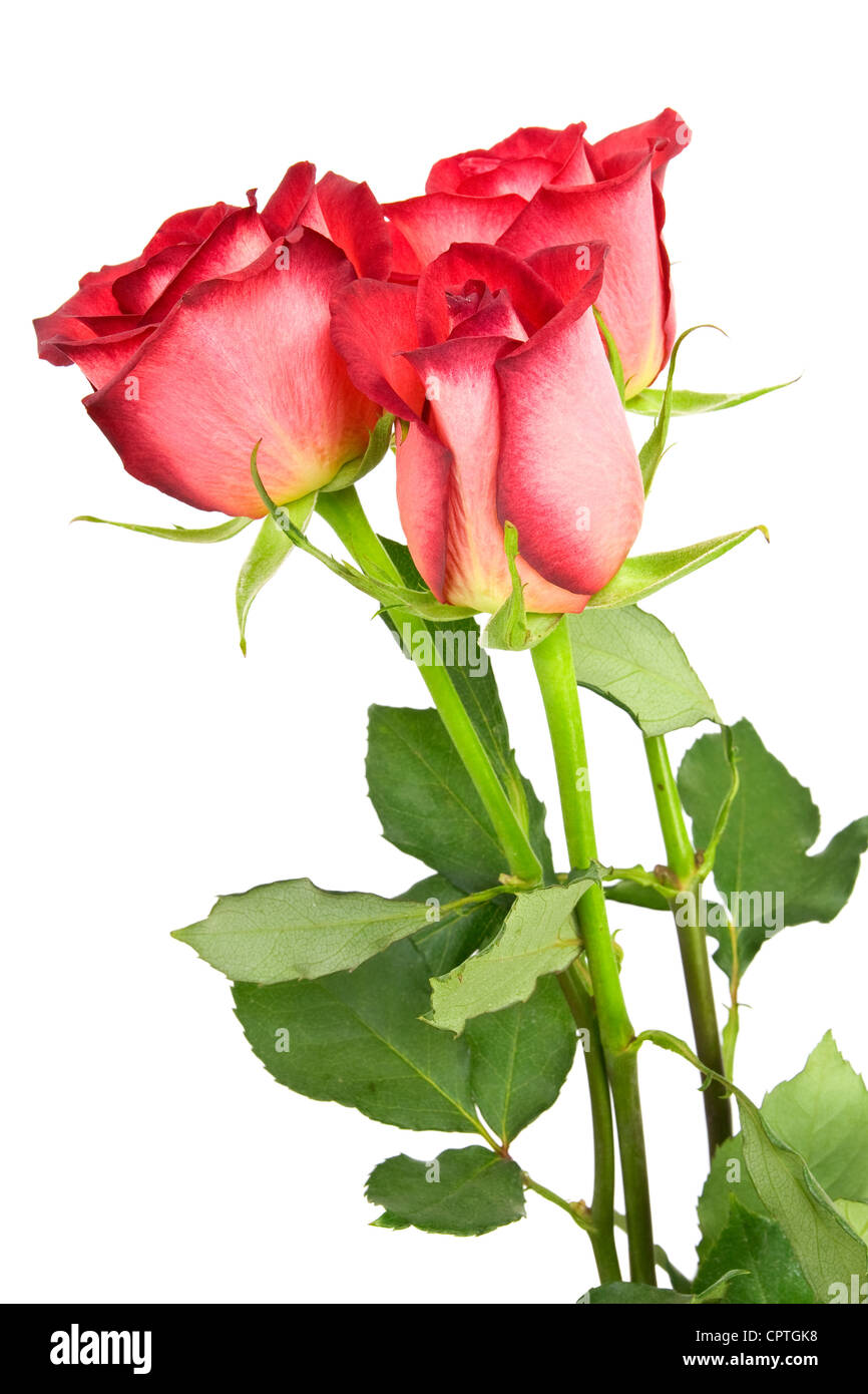 three red roses isolated on white background Stock Photo - Alamy