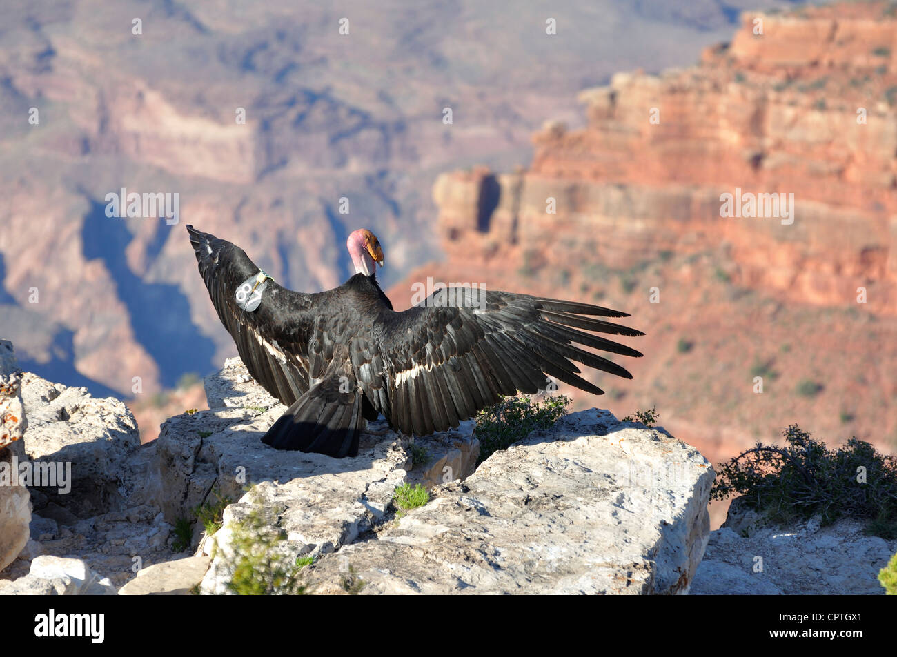 Turkey vulture Cathartes Aura Grand Canyon, Arizona, USA Stock