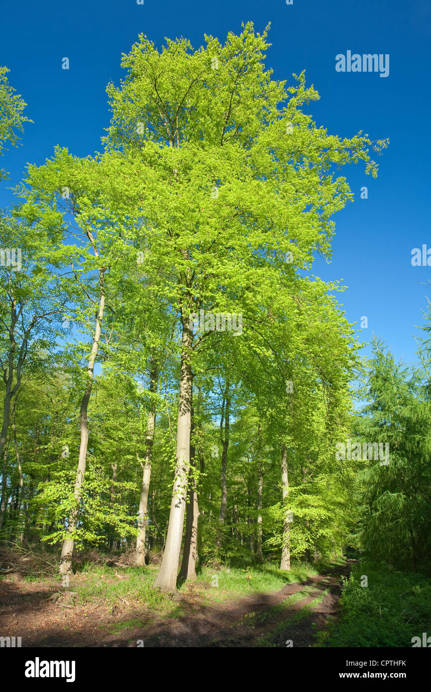 Chiltern Hills, Woodland, Wildlife, Beechwood