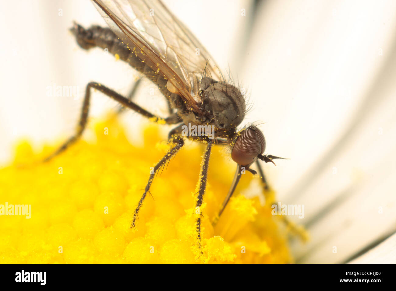 empid fly flies empis tesselata irish insects british invertebrates