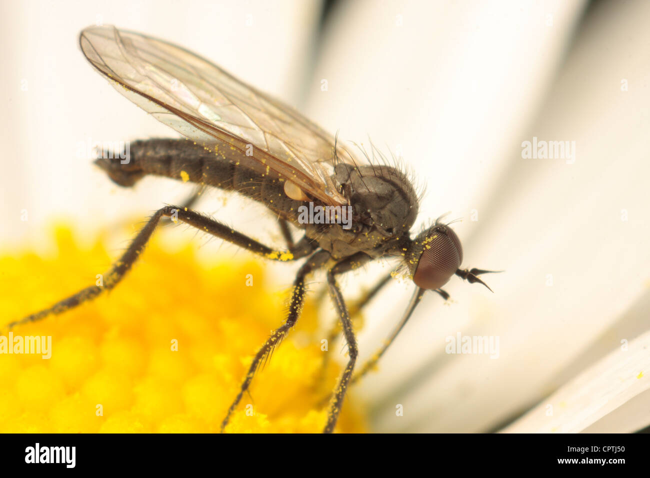 empid fly flies empis tesselata irish insects british invertebrates
