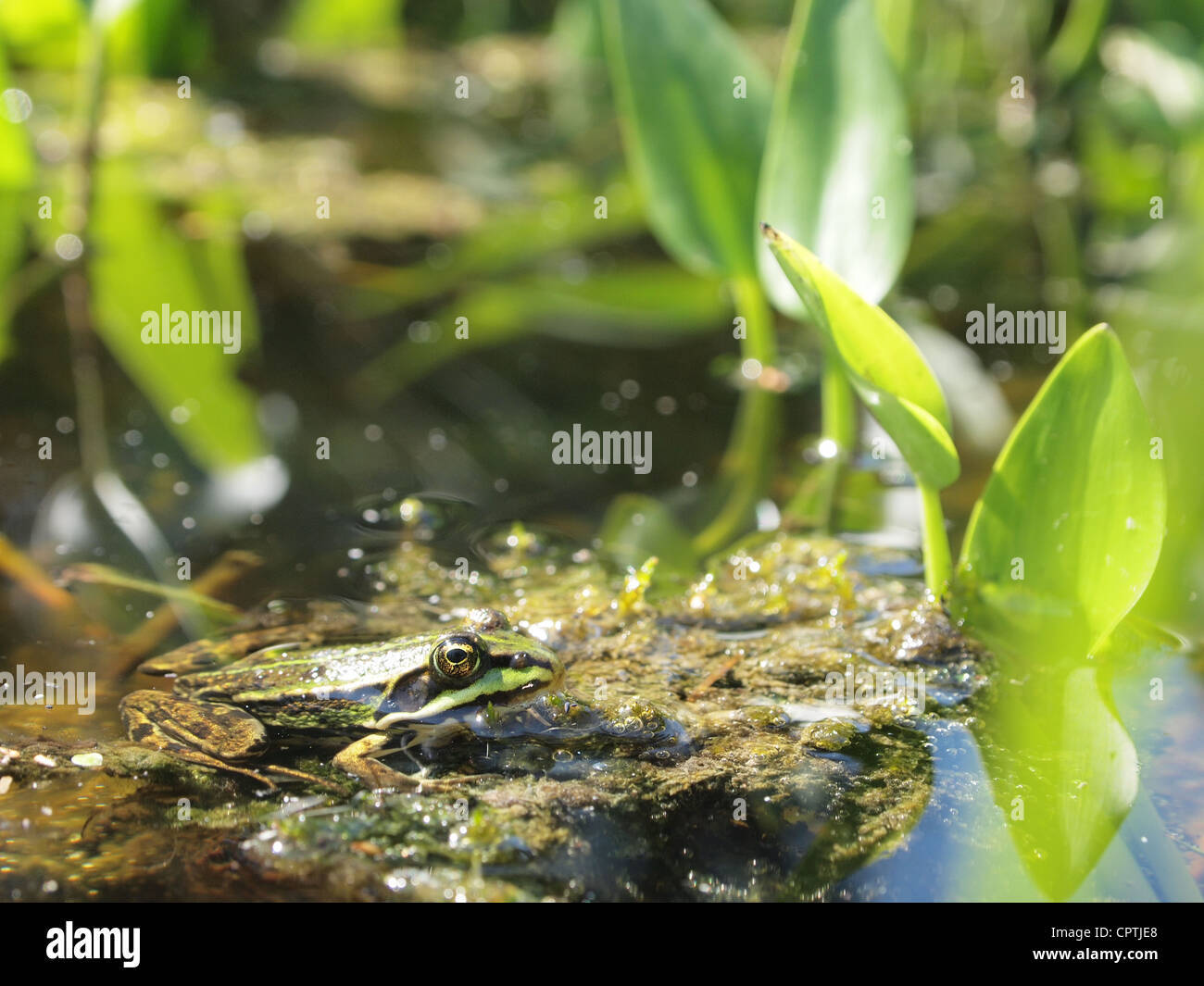 Green frog sitting in the water of a pond pelophylax ridibundus Stock Photo