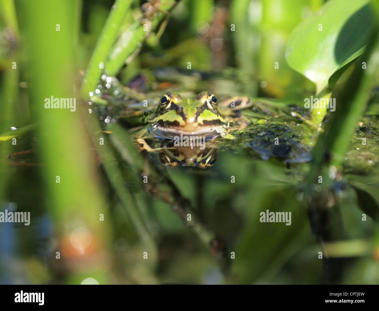 Green frog sitting in the water pelophylax ridibundus Stock Photo