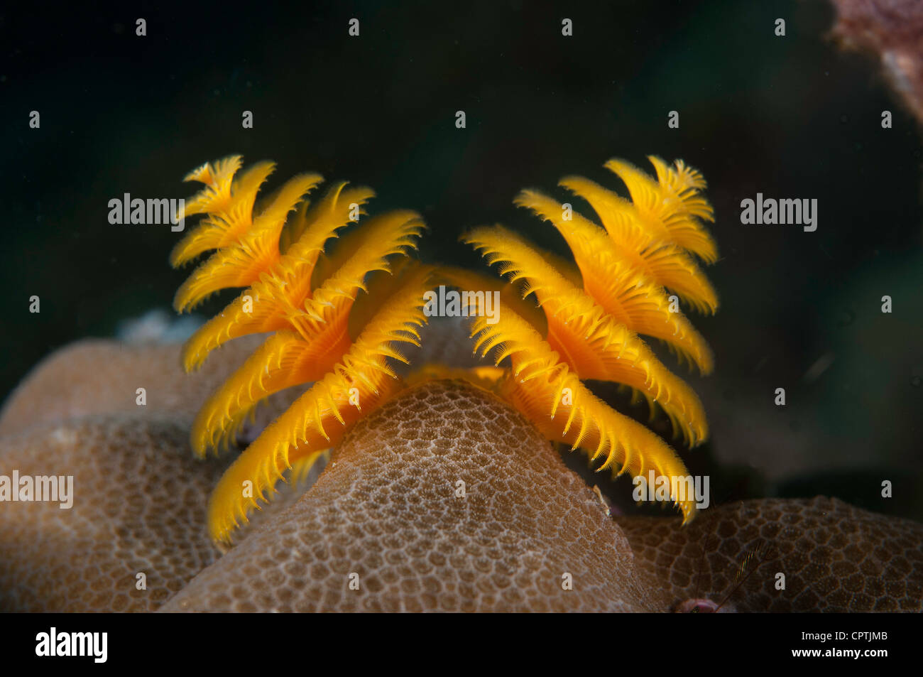 Christmas tree worm, Lankayan Sabah, Borneo (Spirobranchus giganteus) Stock Photo