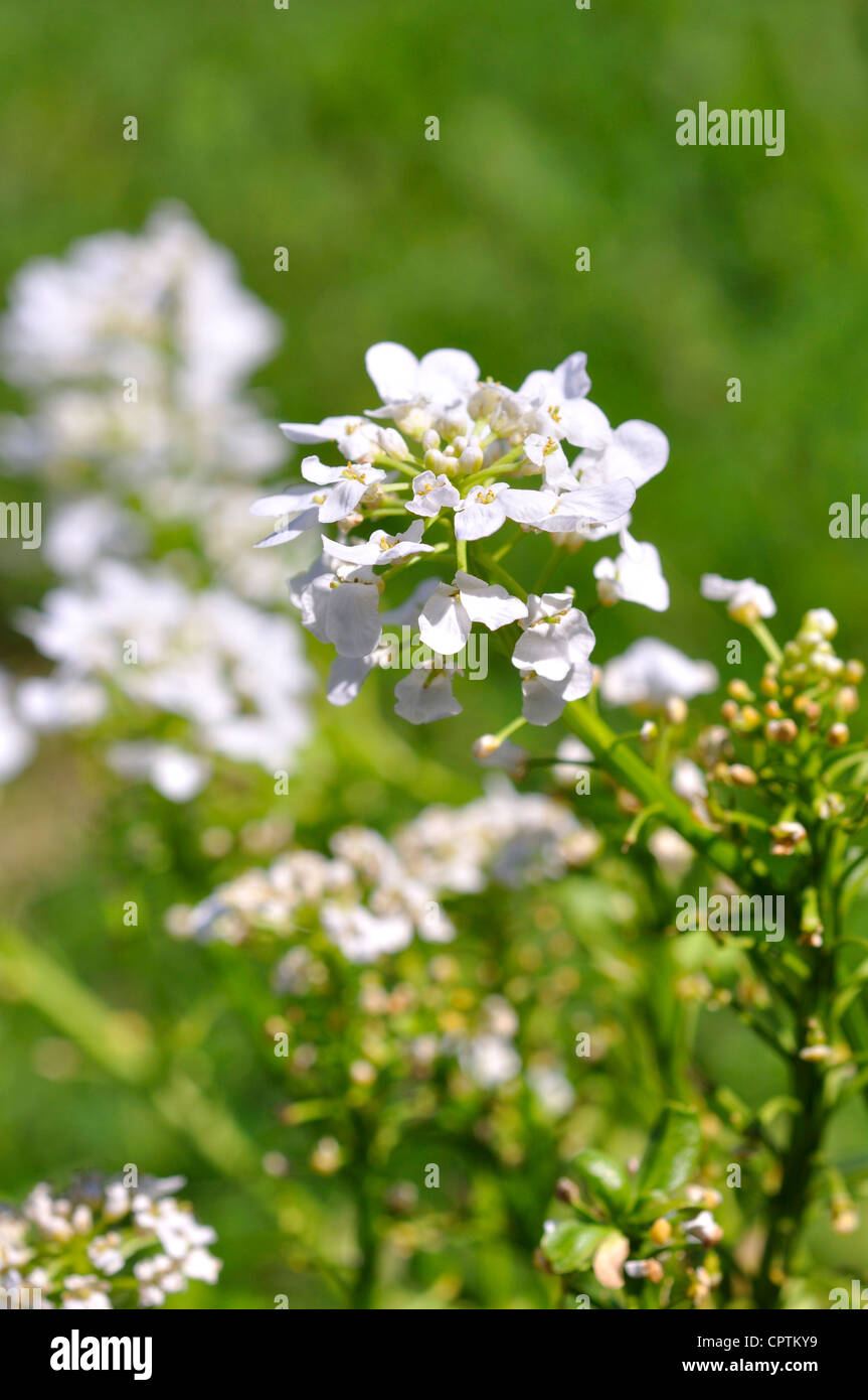 Candytuft iberis sempervirens Stock Photo Alamy