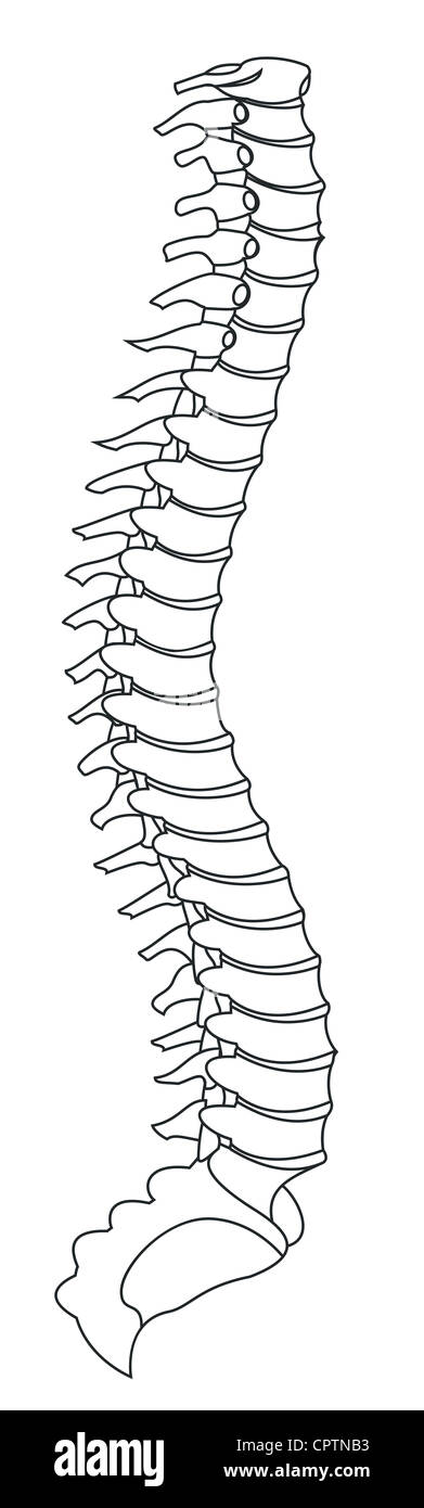 human spine drawing