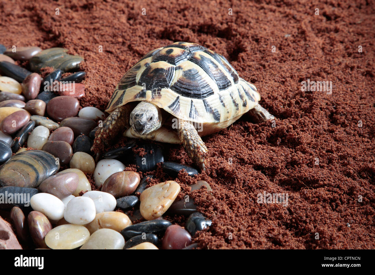 Tortoise on a bed of sand and pebbles Stock Photo Alamy