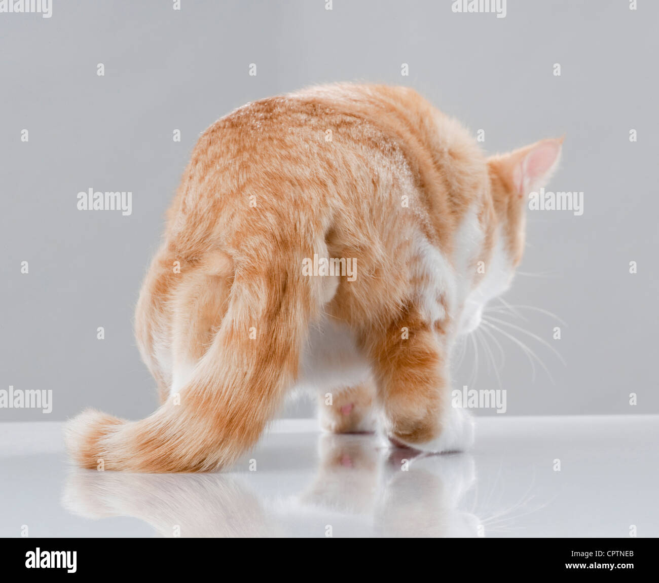 Cat seen from behind. Stock Photo