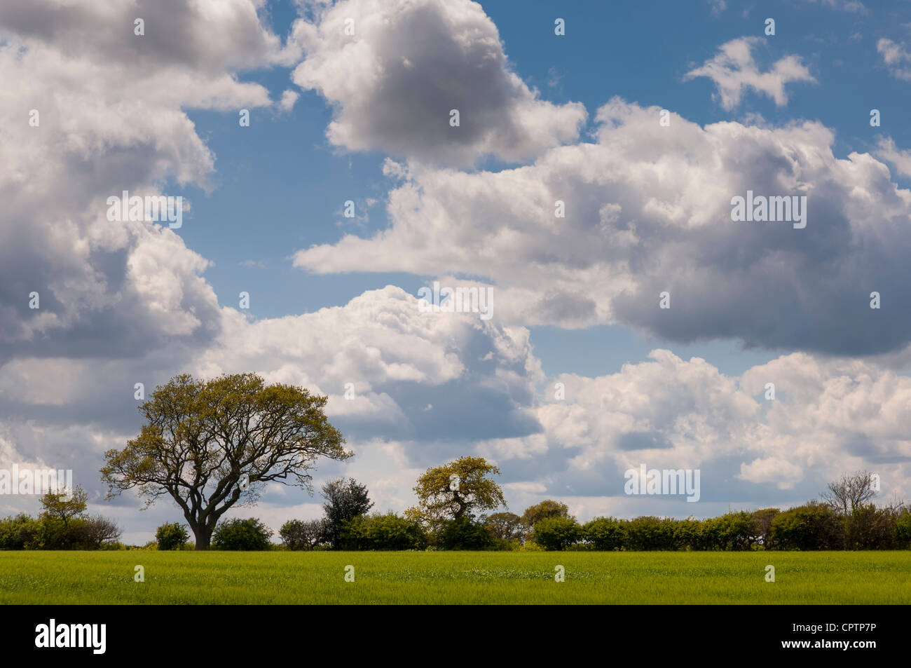 A tree in the English countryside Stock Photo