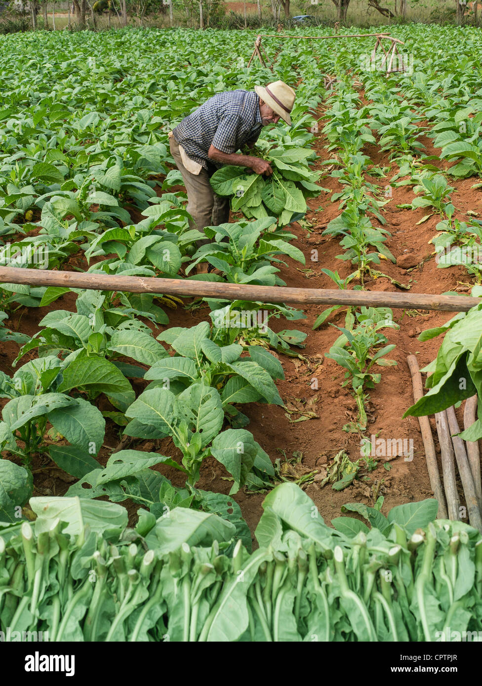 tobacco greenfields An elderly Cuban adult male farmworker harvests tobacco in the green fields  with red soil near Viñales in western Cuba Stock Photo
