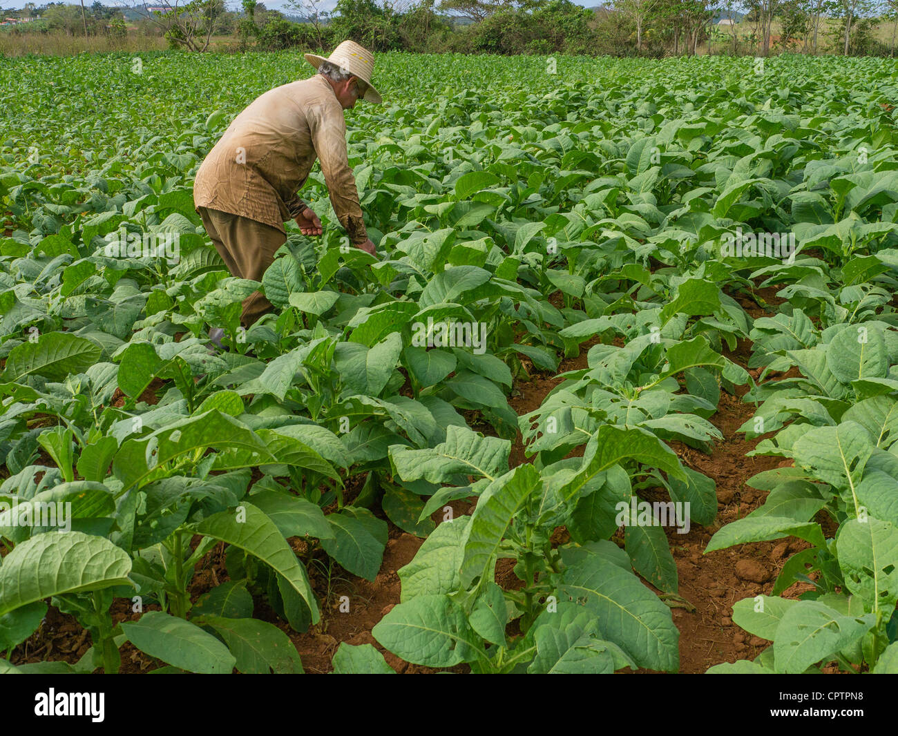 An older Cuban adult male farmworker harvests tobacco in the green fields  with red soil near Viñales in western Cuba Stock Photo