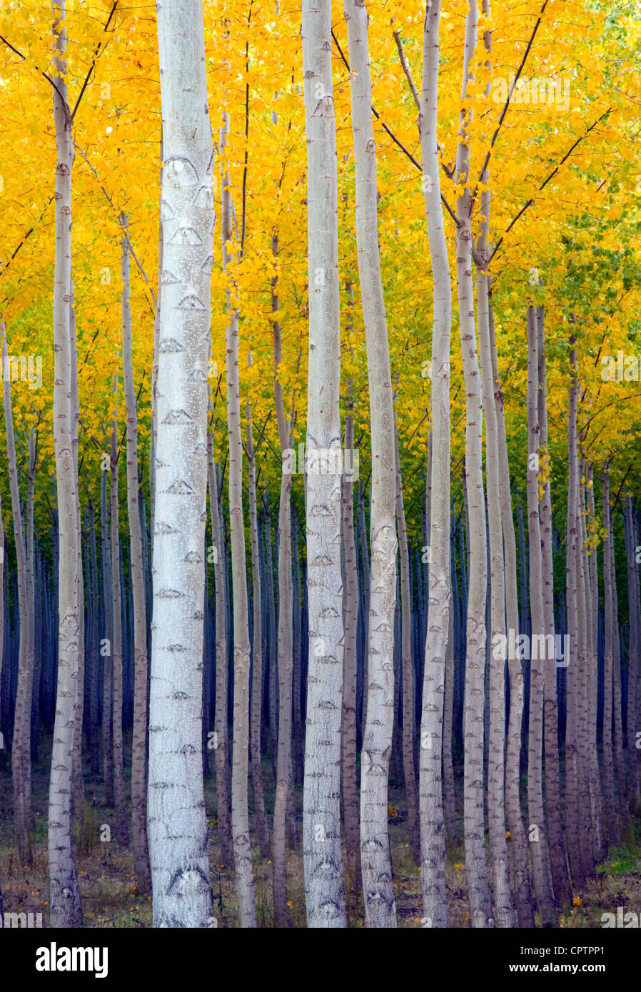 A stand of trees heading vertical in the fall Stock Photo Alamy