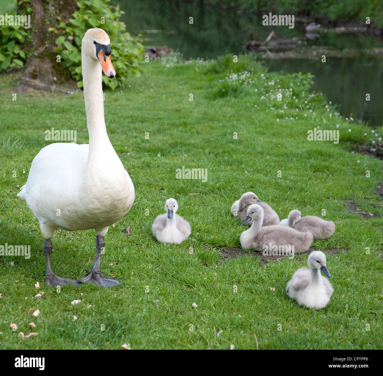 sussex hires stock photography and images Alamy