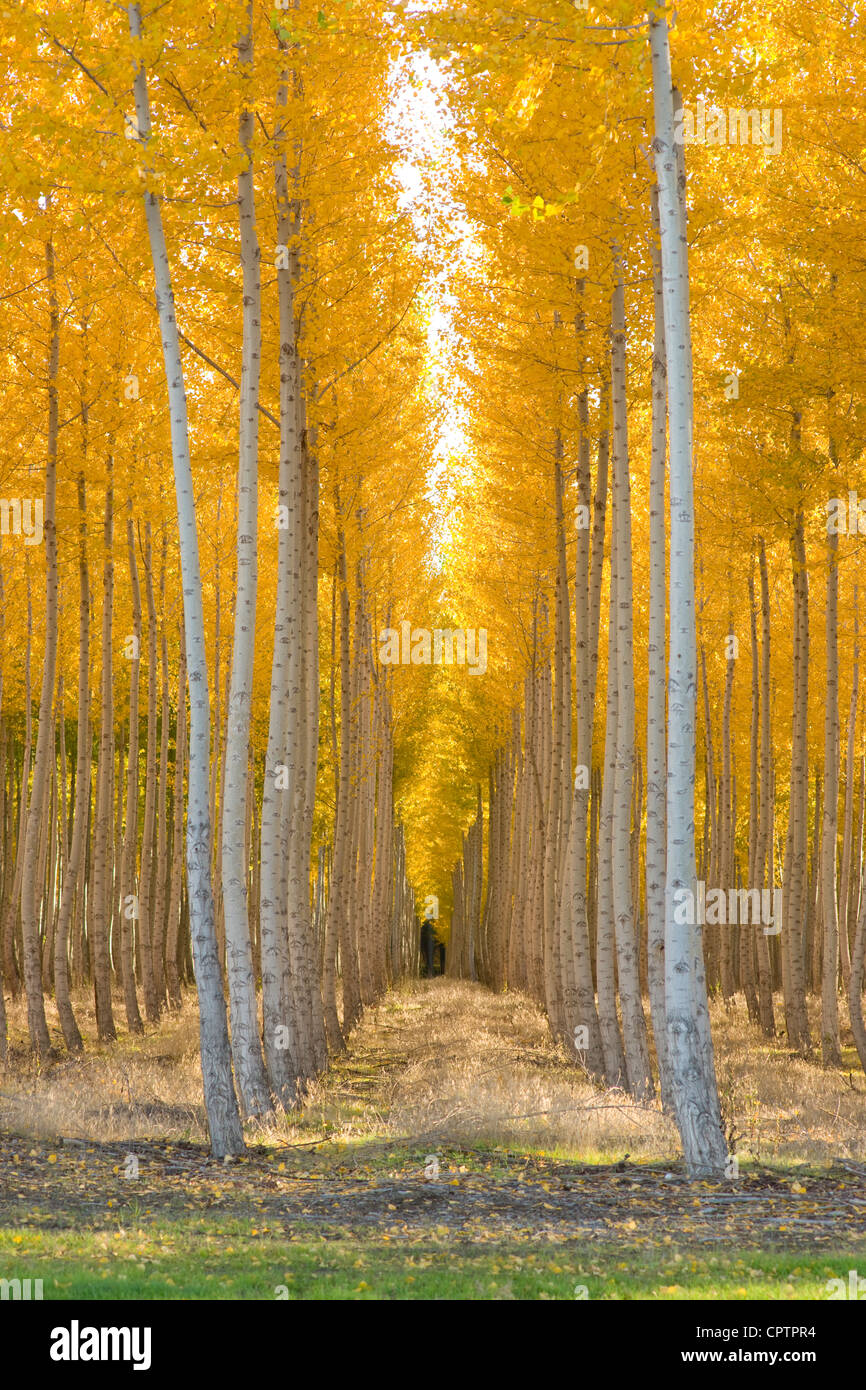 A stand of trees in the fall Stock Photo