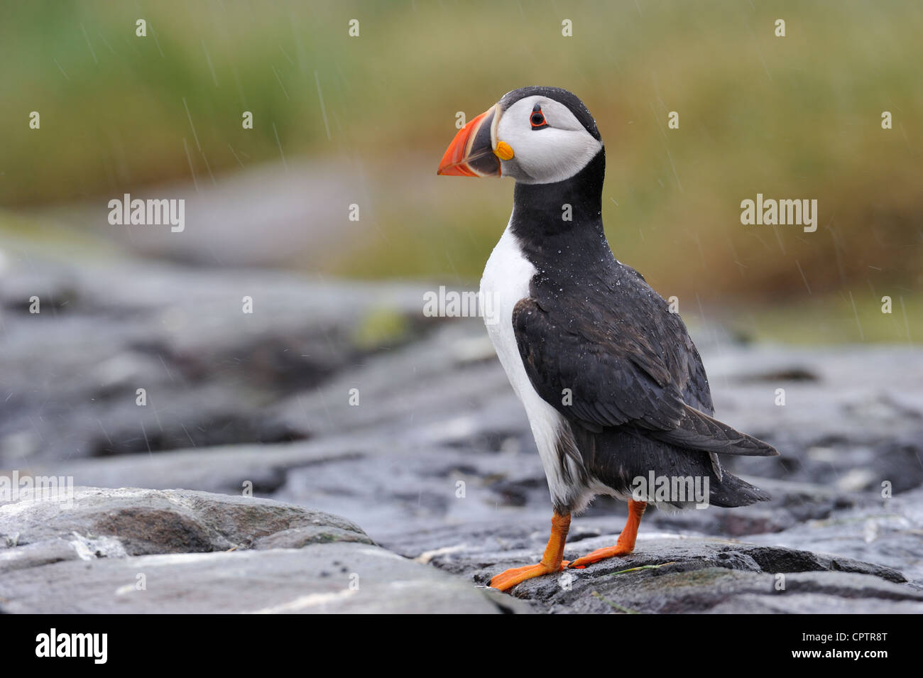 Puffin rain hi-res stock photography and images - Alamy